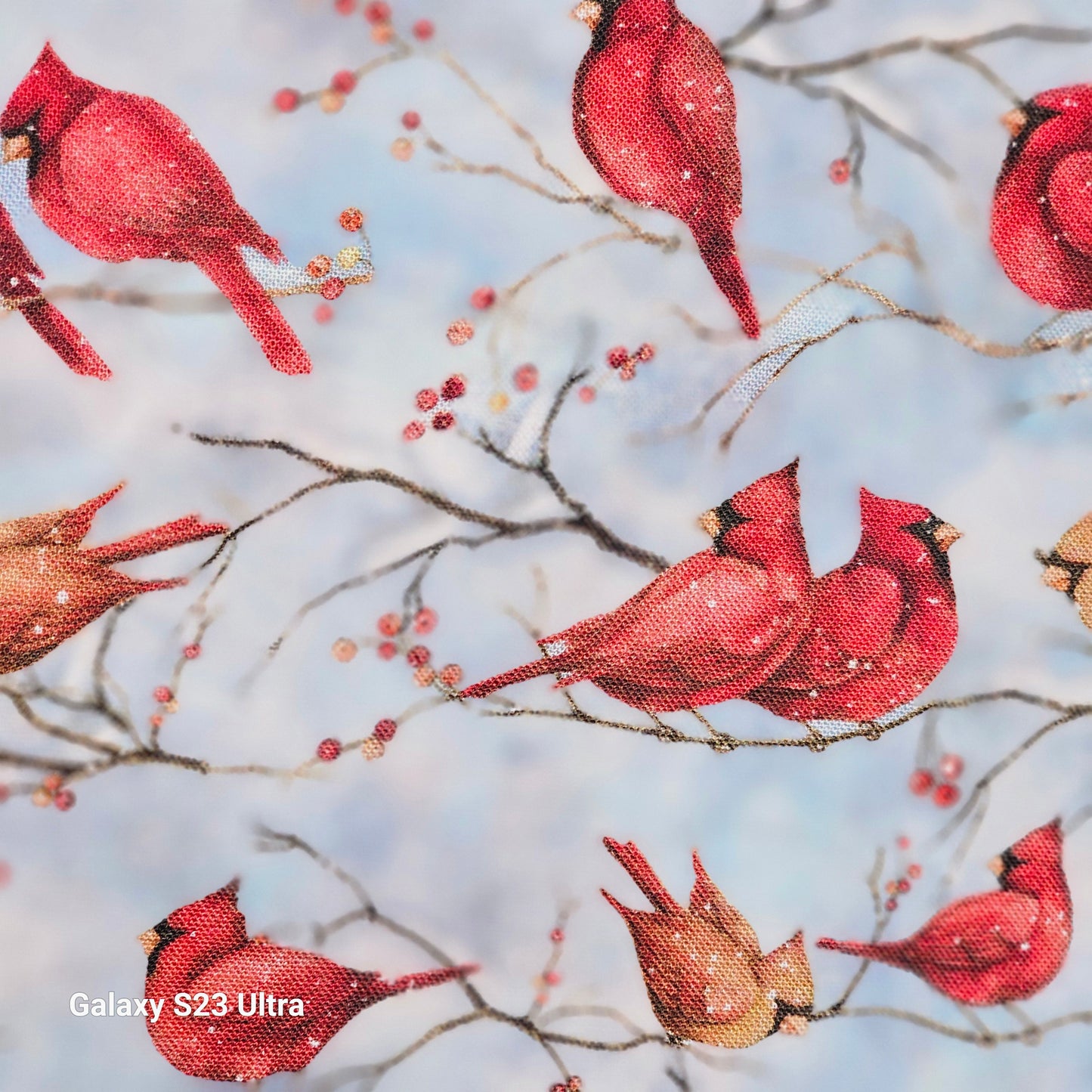 Cardinals on snow covered branches